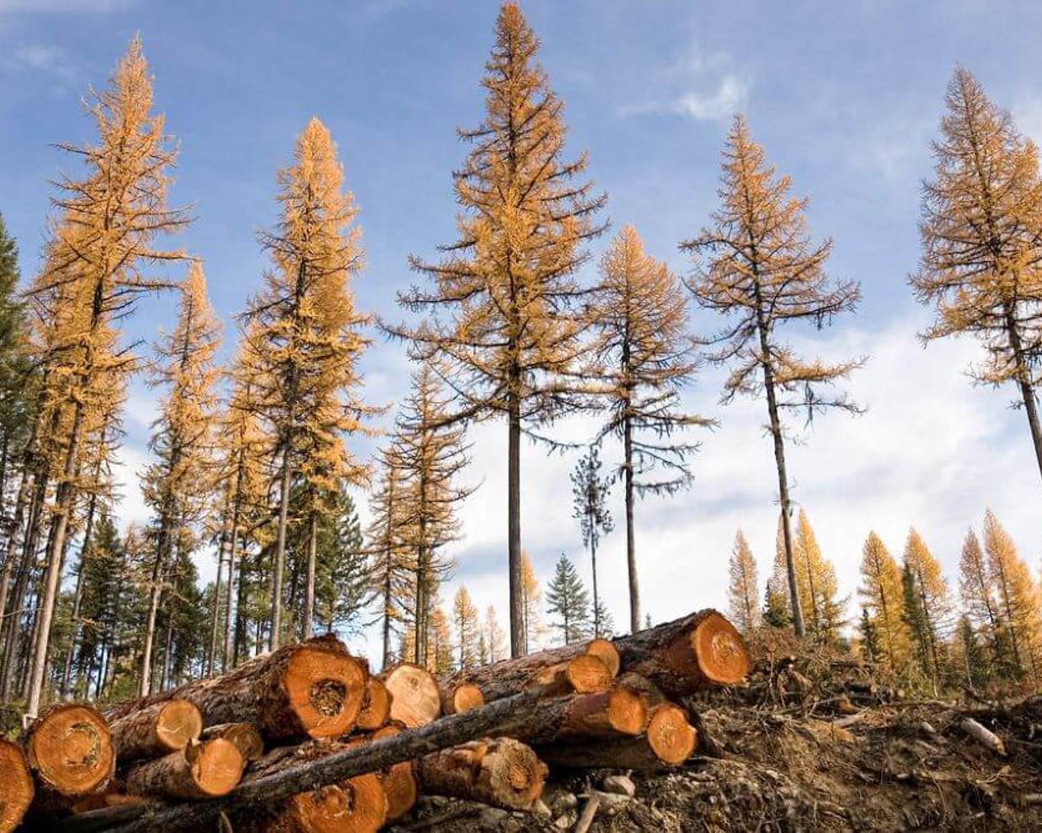 Tree plantation in Canada