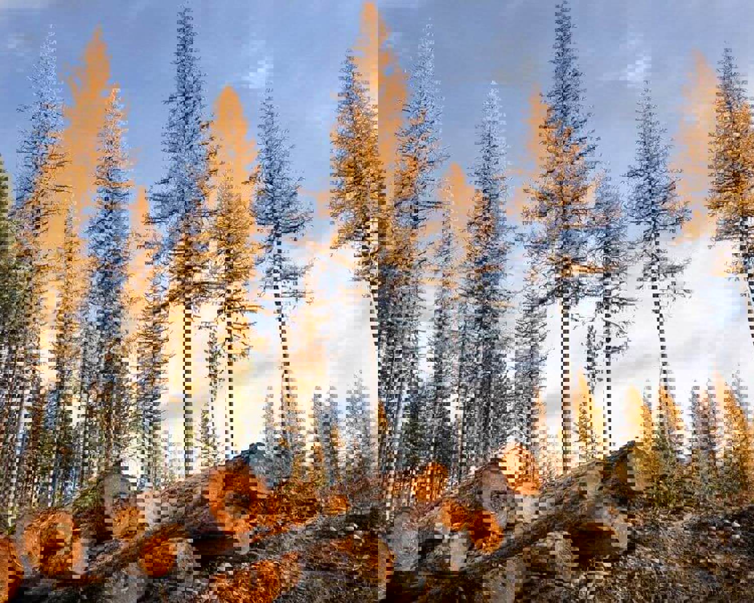 Tree plantation in Canada