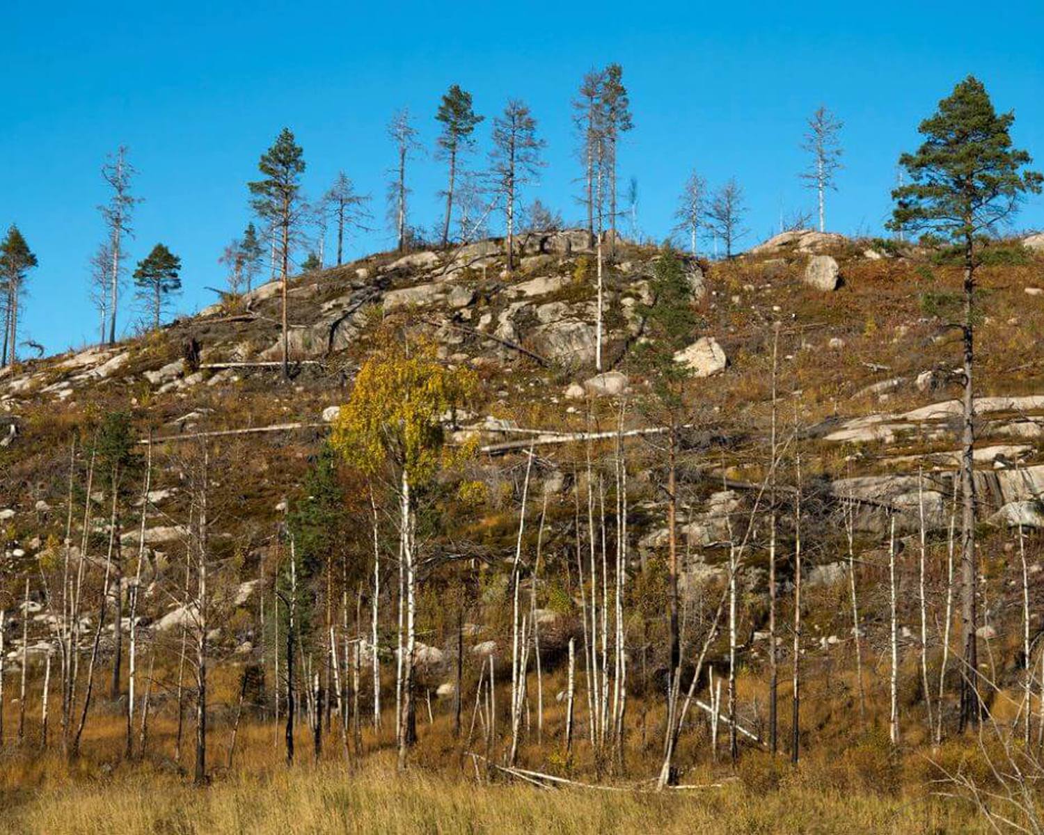 Autumn at Mykland after forest fire 5 years ago