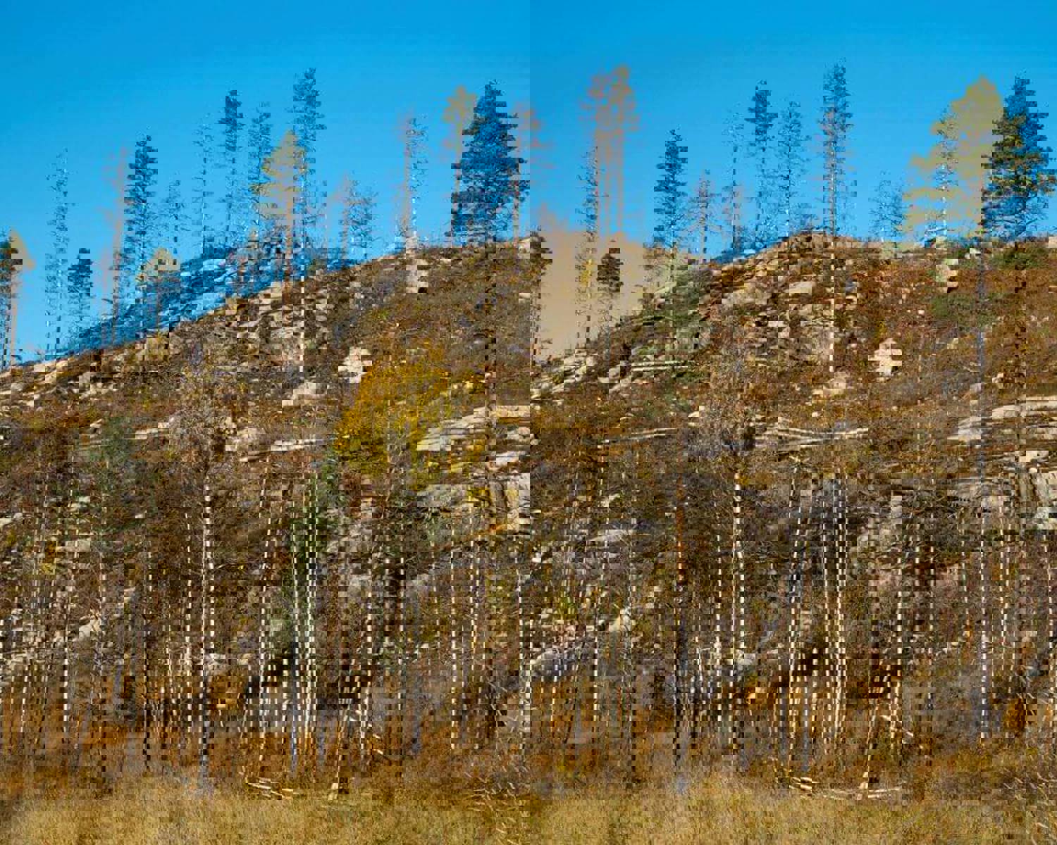 Autumn at Mykland after forest fire 5 years ago