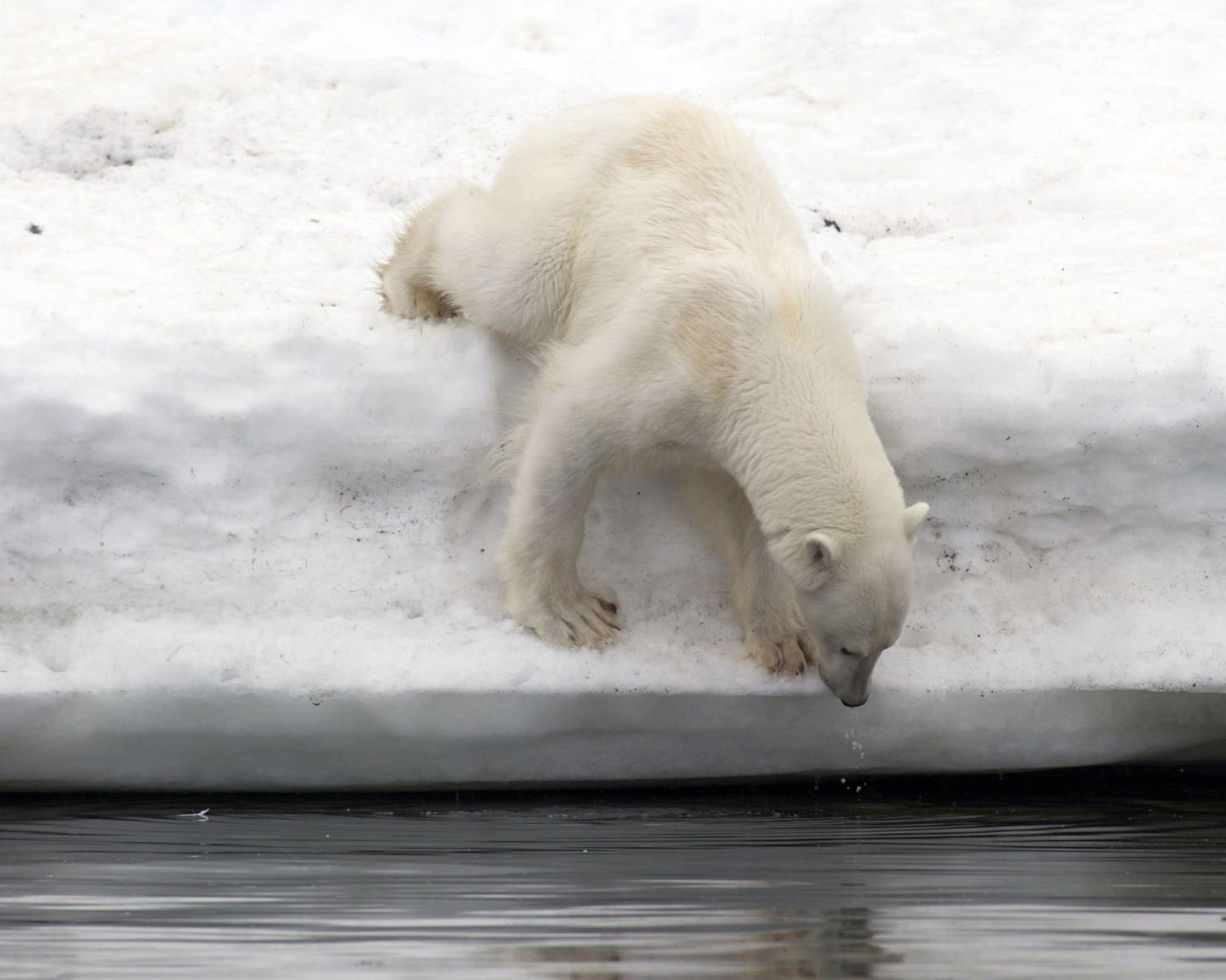 Polar bear looking for whale cadaver under water, Svalbard