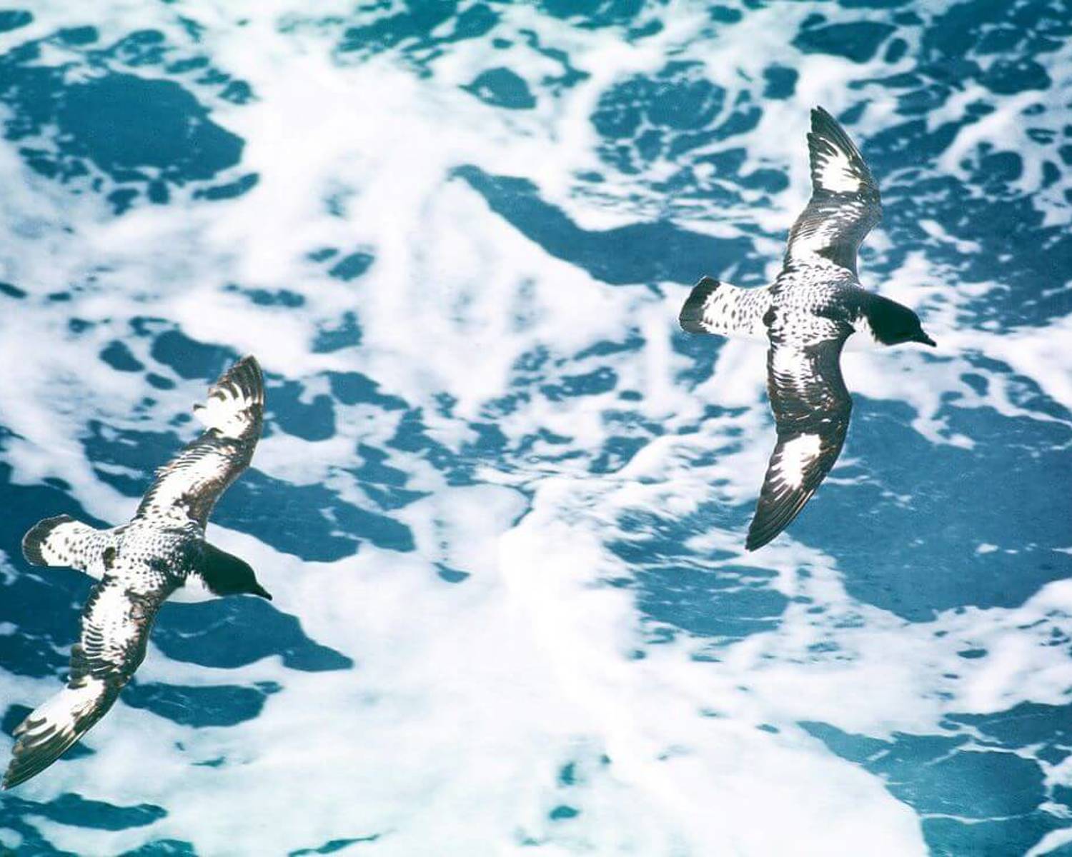 Cape Petrel (Daption capense), Antarctic Peninsula