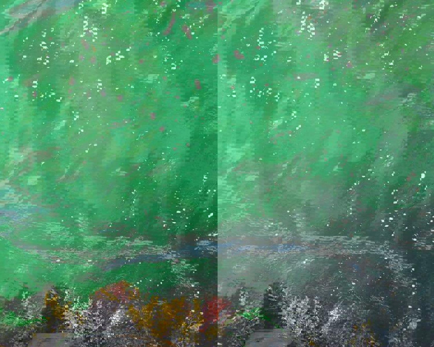 Coastal Archipelago Park of the South Coast ("Sørlandet") of Norway, colors at the shoreline (1)