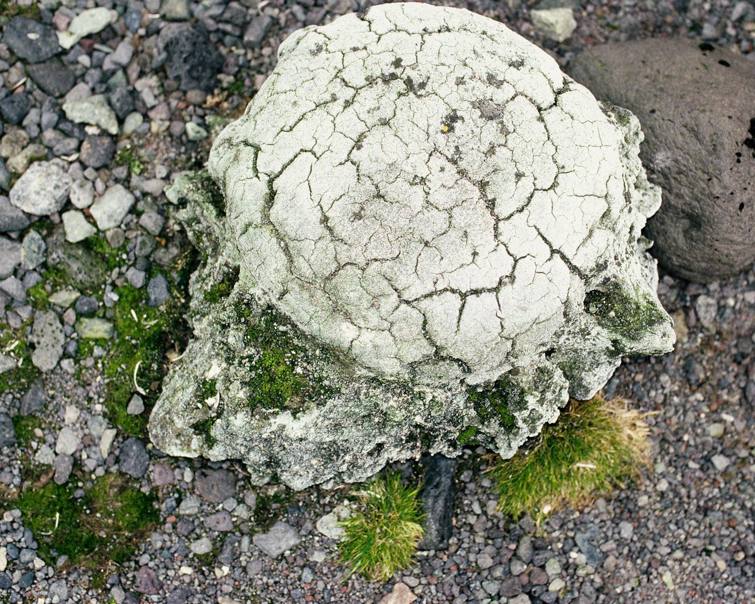 Old whale bone providing fertile conditions for vascular plants, Antarctic Peninsula