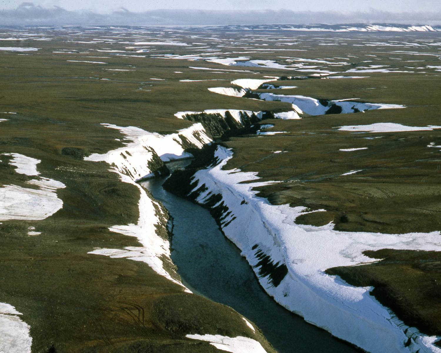 High Arctic Tundra, Northern Taymyr, Russia July 1990