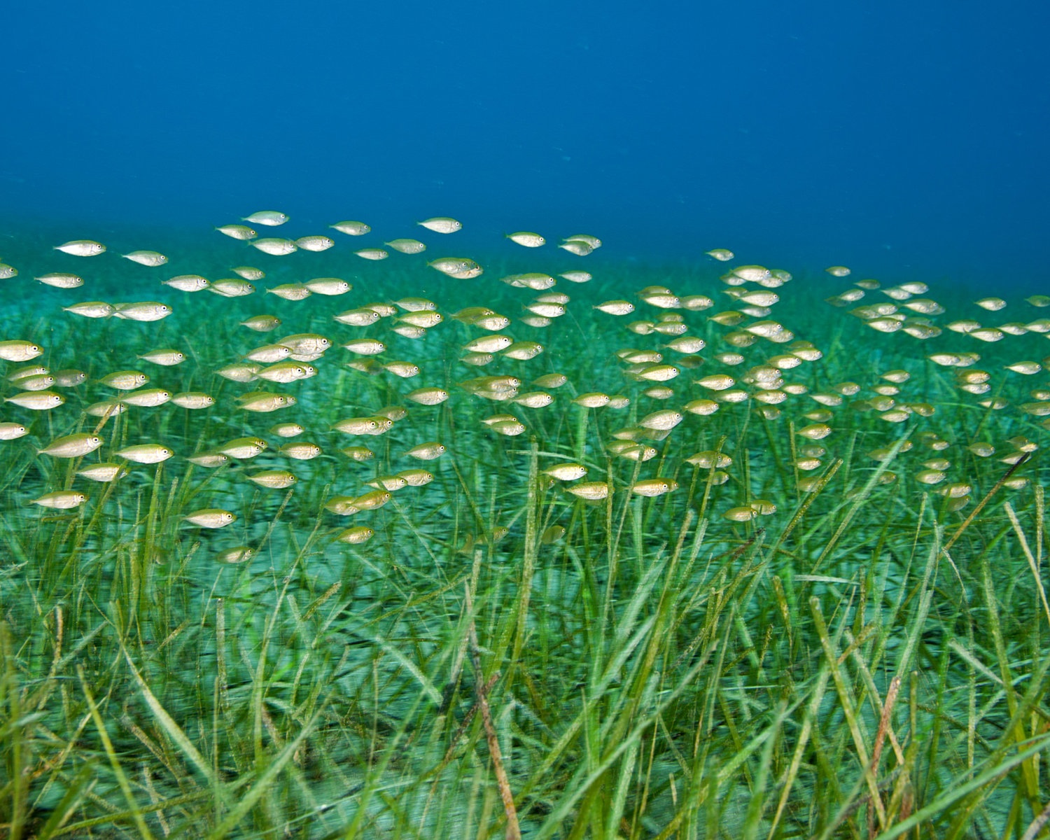 A school of juveniles of the Dusky spinefoot Siganus luridus (second)