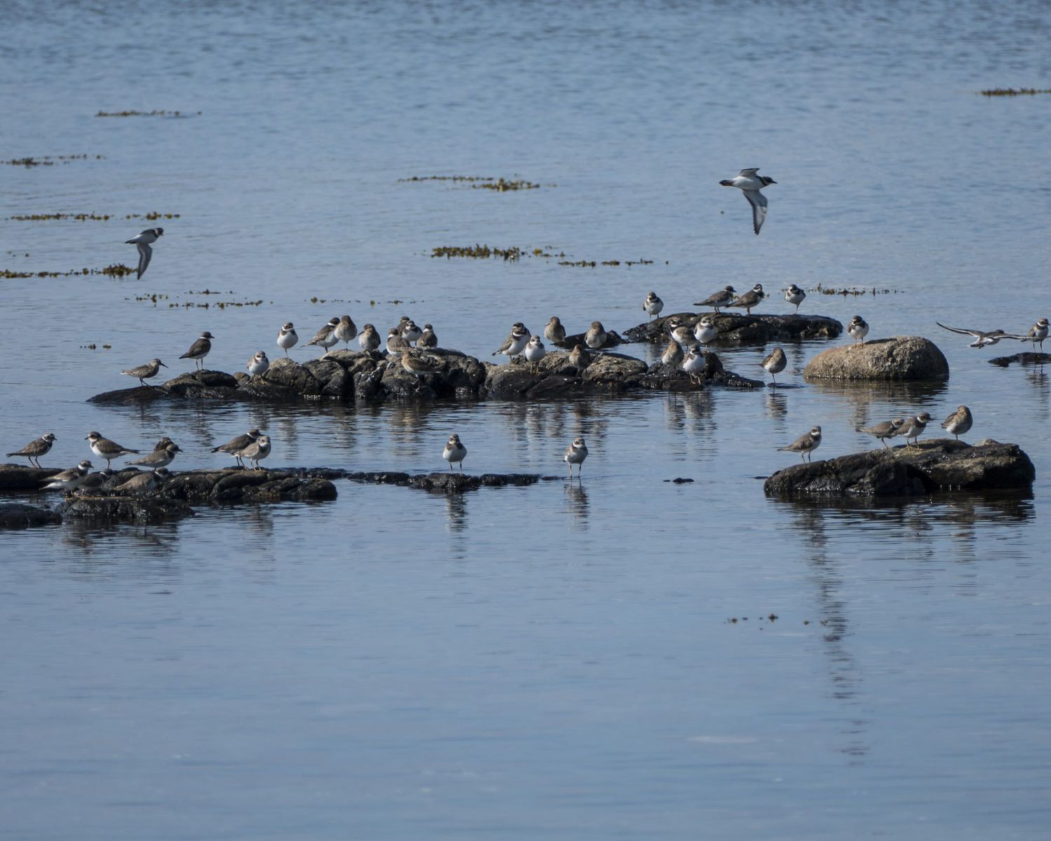 Ringed plovers (Charadrius hiaticular) arriving from the Arctic on Tromlingen, Raet National Park