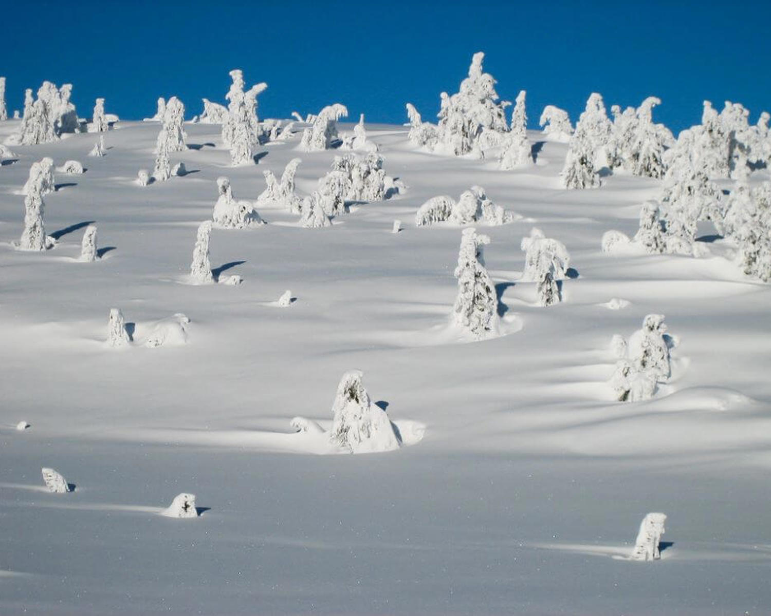 Mountain pine and spruce forest in winter, Hillestadheia, Norway