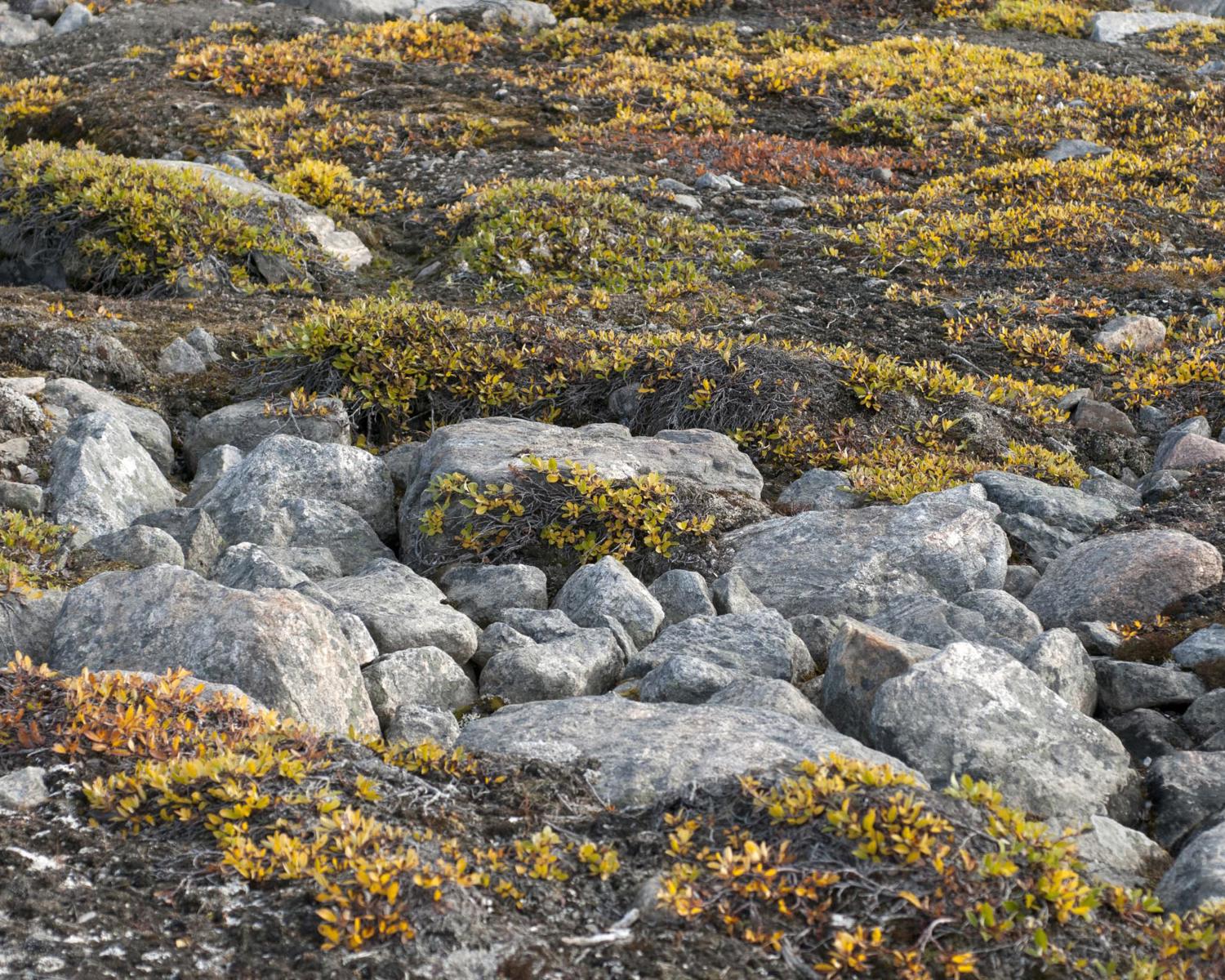 Permafrost patterns of tundra soil, Northeast Greenland National Park