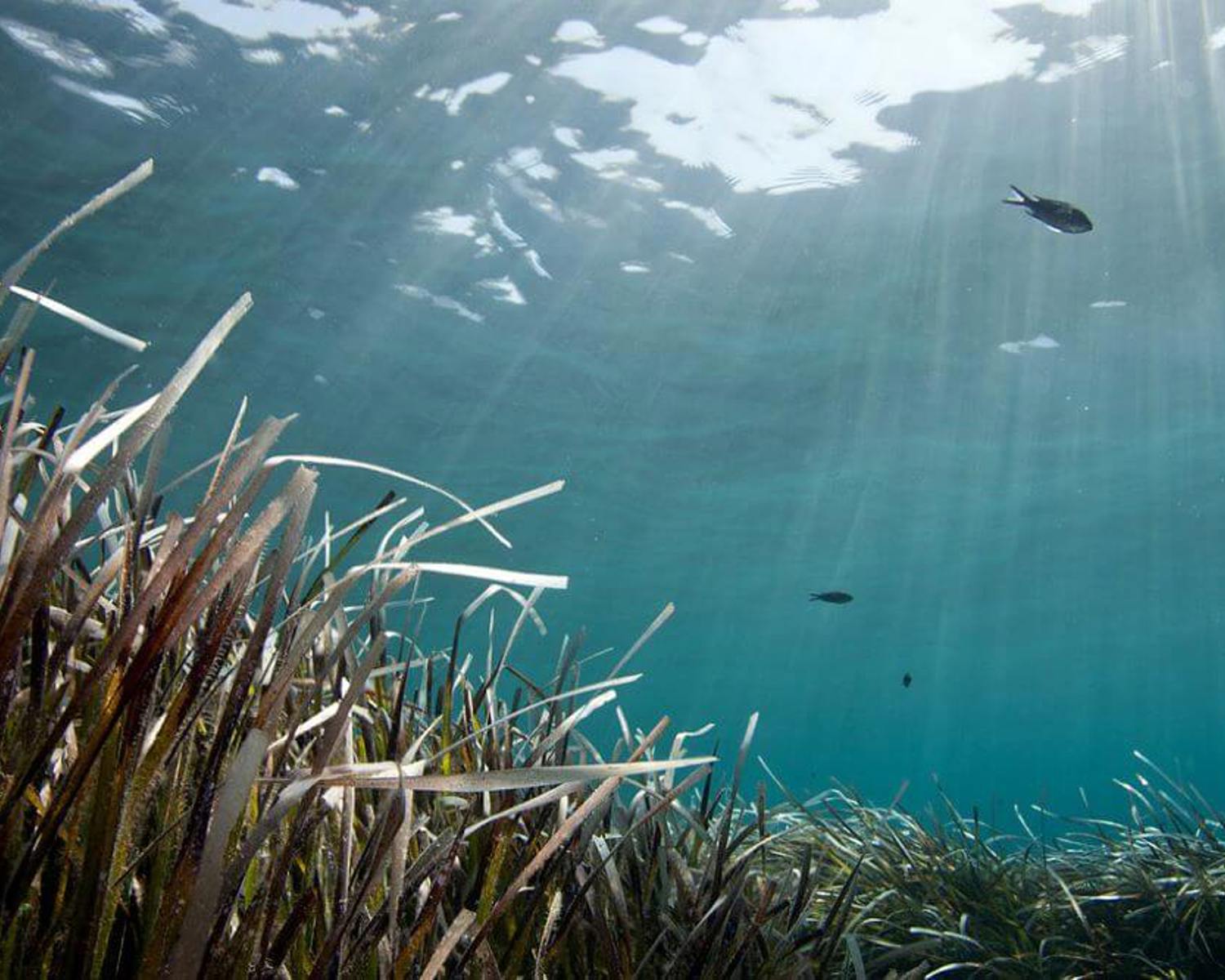 A seagrass seascape view