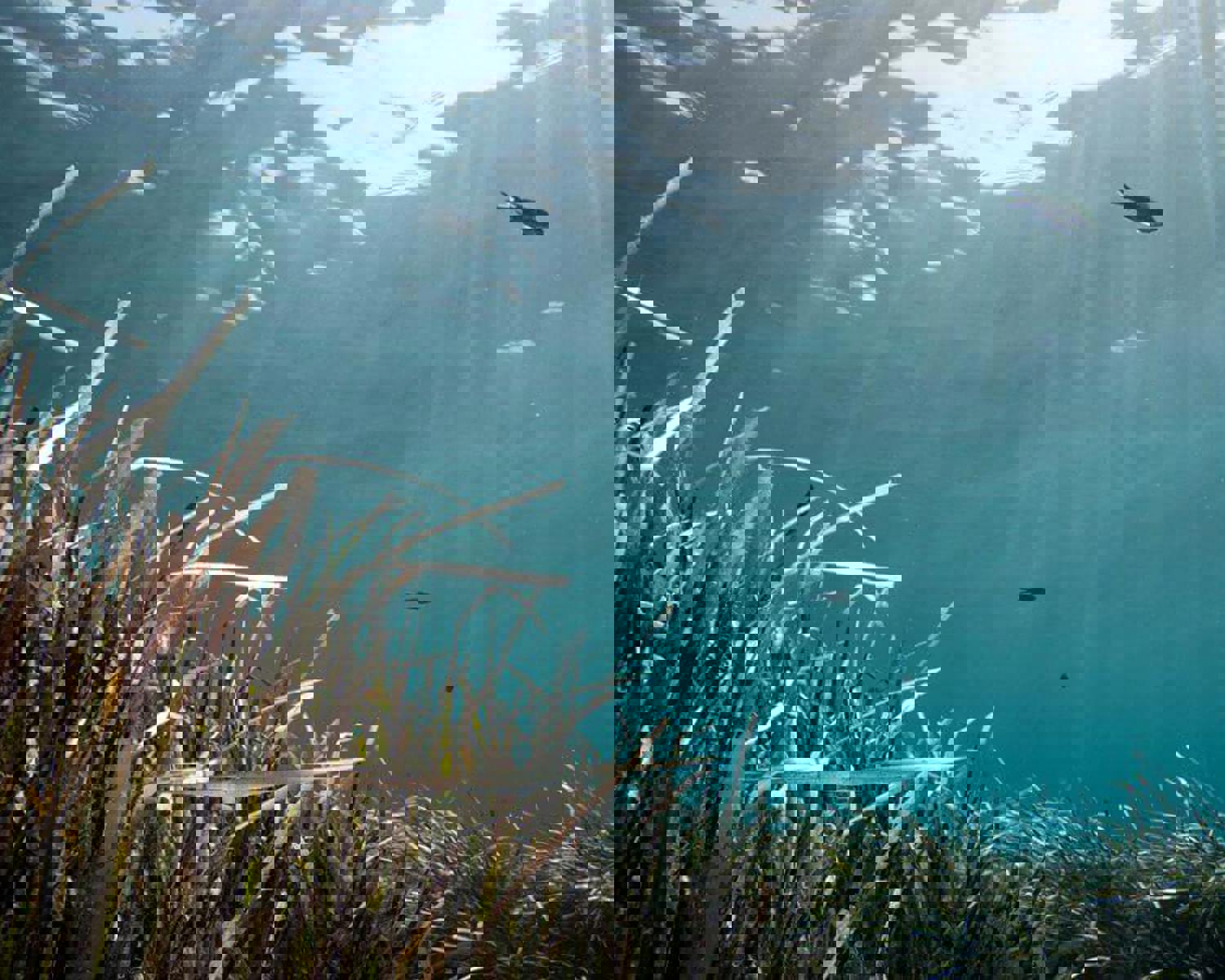 A seagrass seascape view