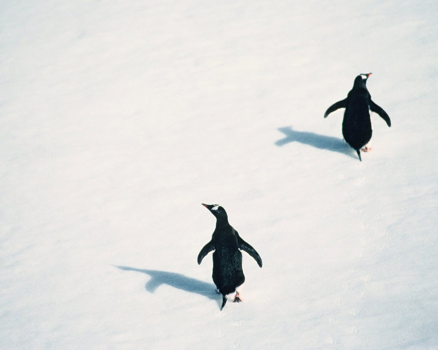 Gentoo Penguins (Pygoscelis Papua), Antarctic Peninsula