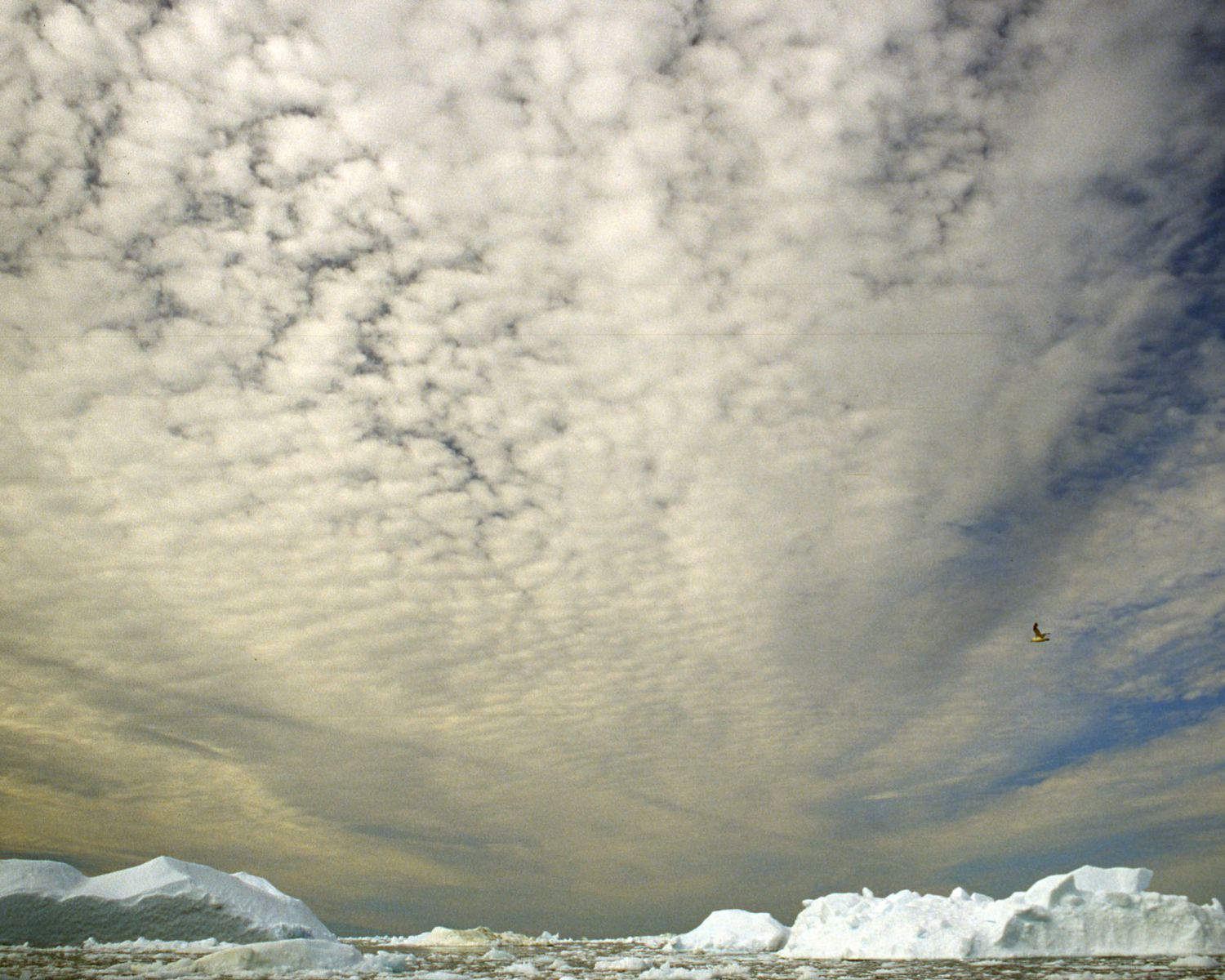 Icebergs in Disco Bay, Greenland