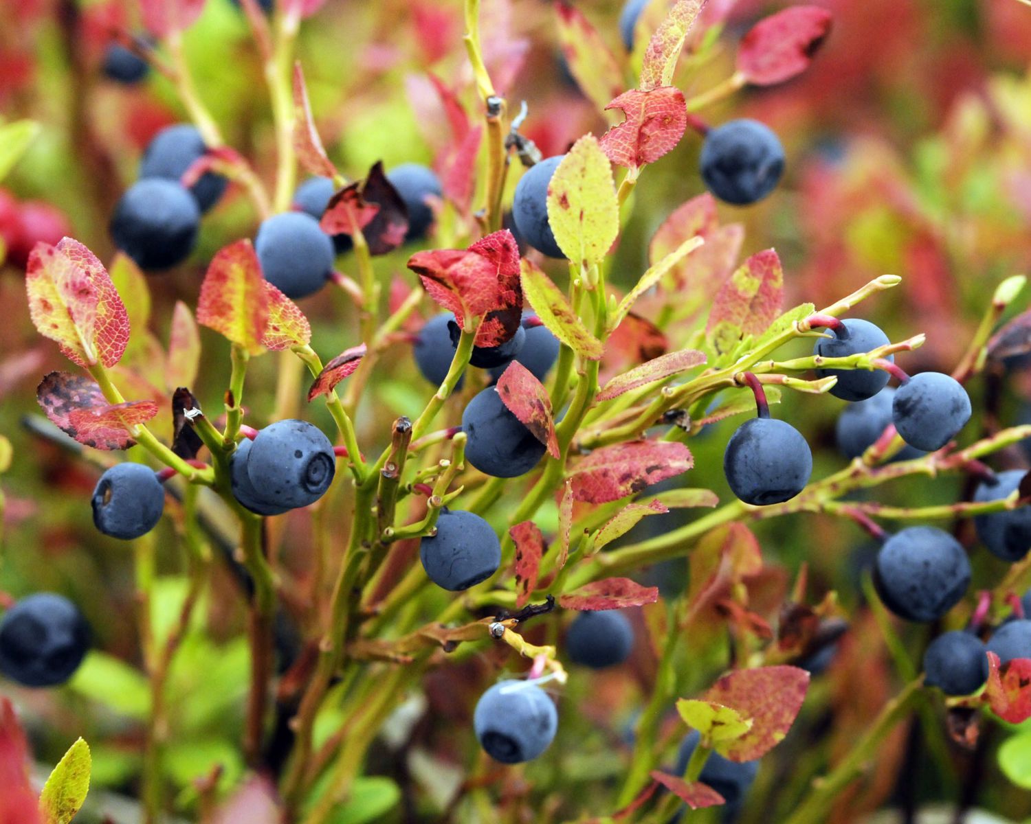 Blueberries (Vaccinium myrtillus) as part of the vegetation 5 years after forest fire, Mykland, Aust Agder, Norway