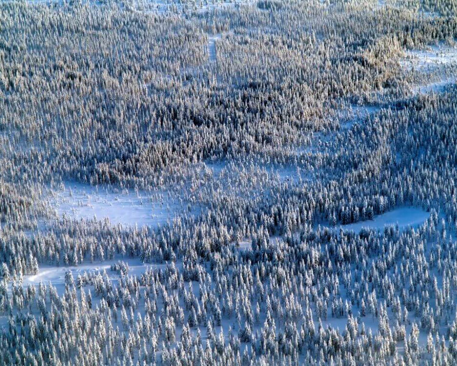 Taiga landscape near Rovaniemi, Finland