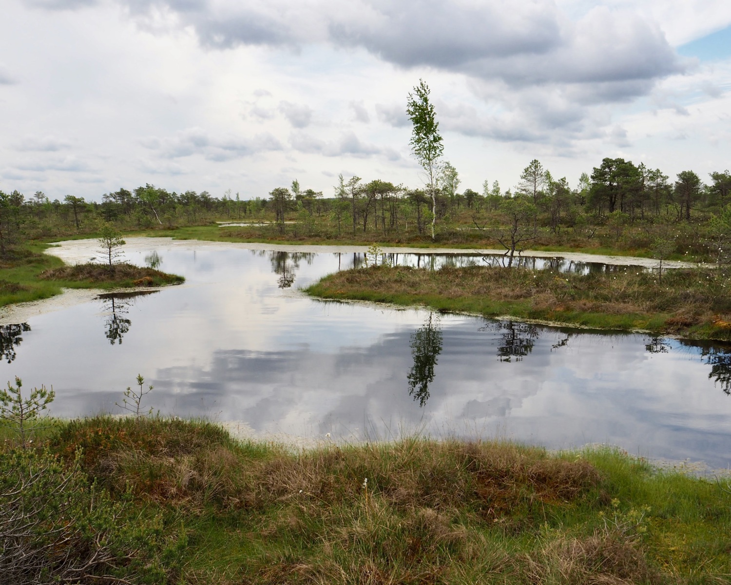 Wetlands in Latvia - The Great Kemeri Bog