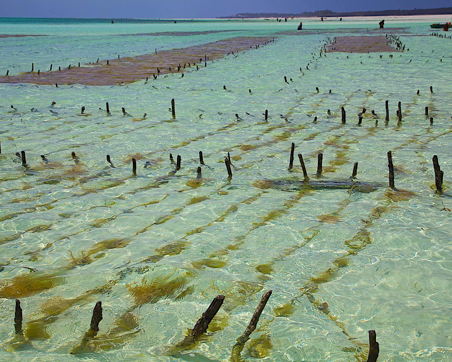 Cultivating algae for export to Japan, Zanzibar