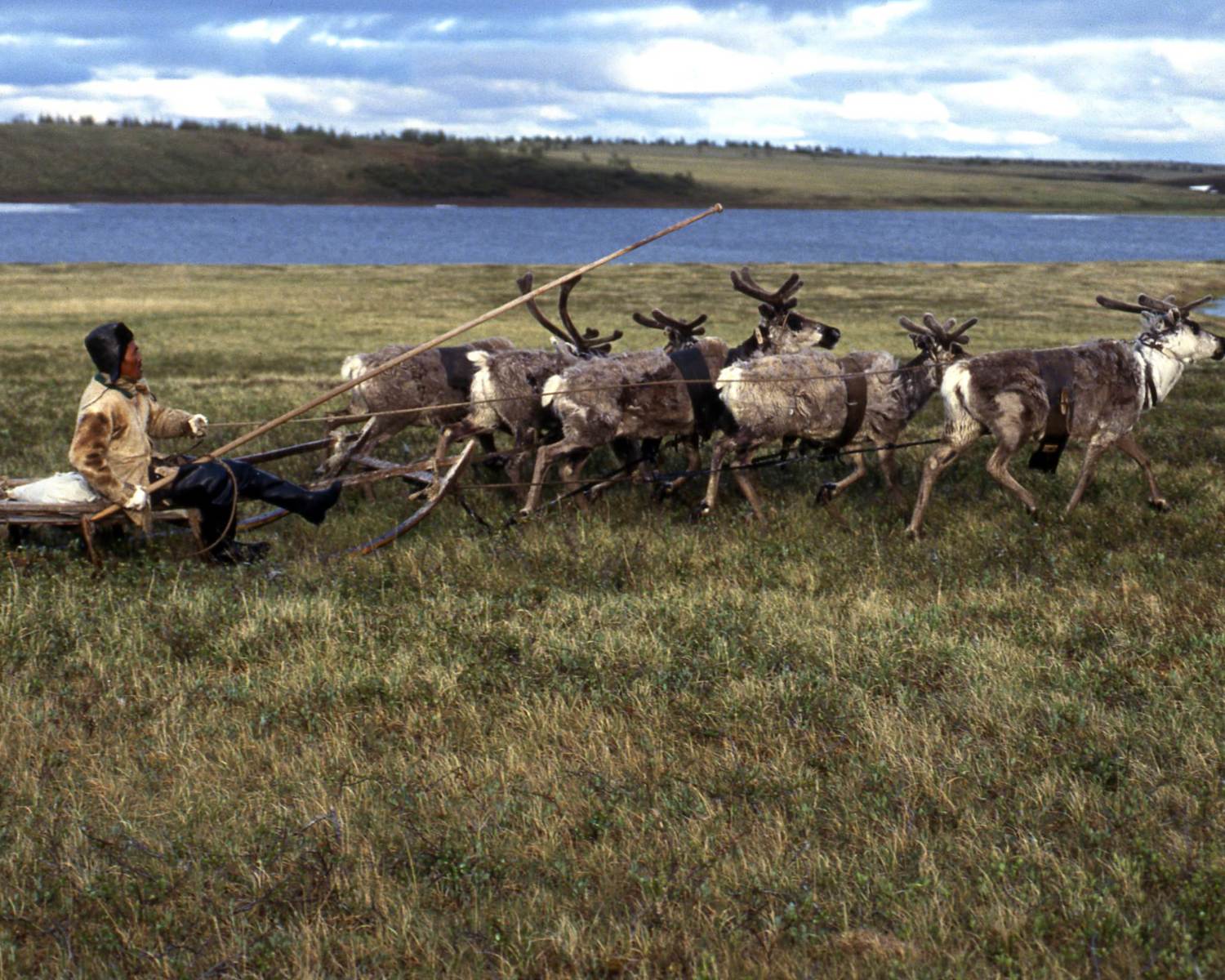 Reindeer herding Dolgans, Khatanga Region, Taymyr, Russia